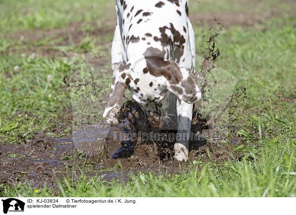 spielender Dalmatiner / playing Dalmatian / KJ-03834