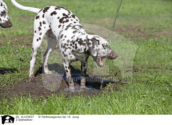 2 Dalmatiner / 2 Dalmatians / KJ-03837