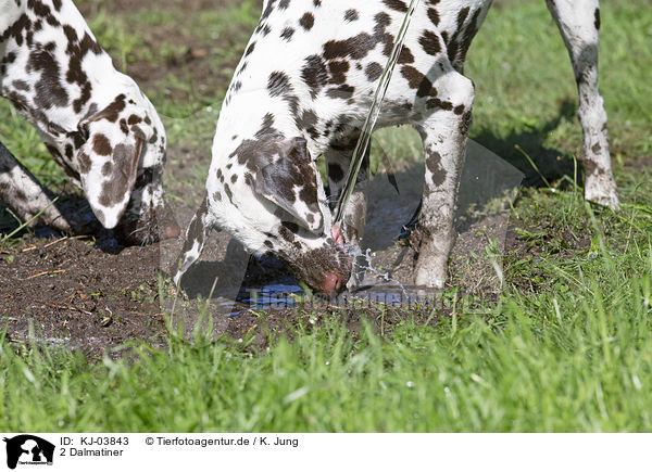 2 Dalmatiner / 2 Dalmatians / KJ-03843