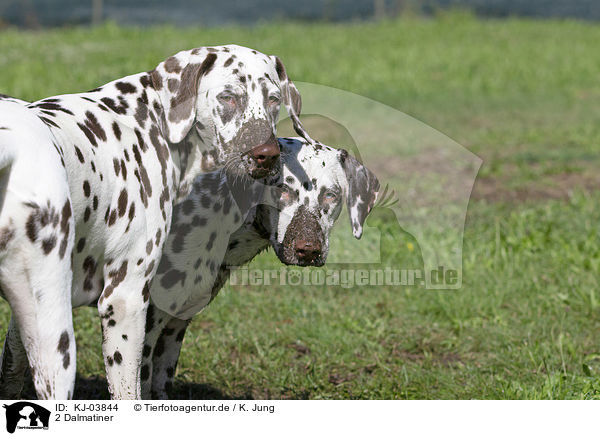 2 Dalmatiner / 2 Dalmatians / KJ-03844
