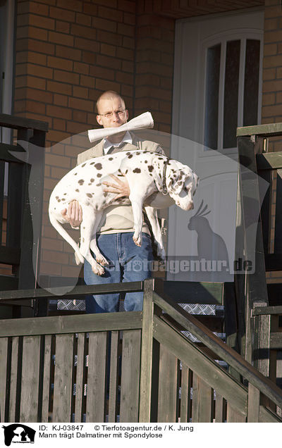 Mann trgt Dalmatiner mit Spondylose / Man carries Dalmatian with spondylosis / KJ-03847