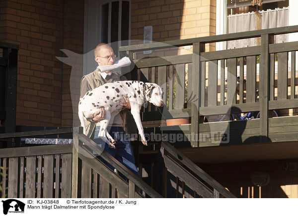 Mann trgt Dalmatiner mit Spondylose / Man carries Dalmatian with spondylosis / KJ-03848