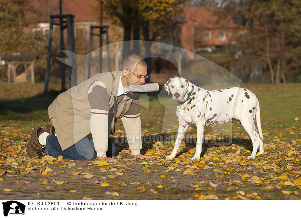 stehende alte Dalmatiner Hndin / standing old female dalmatian / KJ-03851