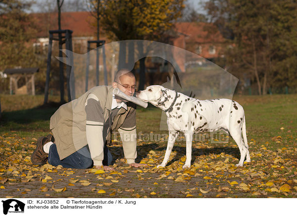 stehende alte Dalmatiner Hndin / standing old female dalmatian / KJ-03852