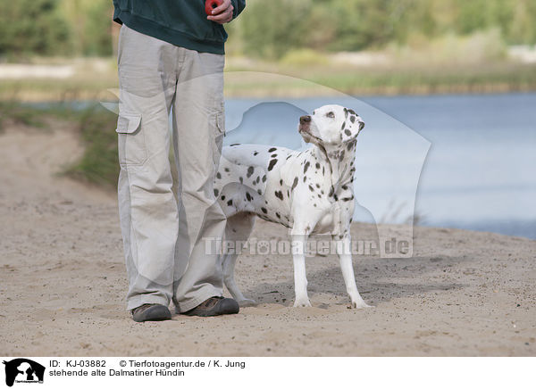 stehende alte Dalmatiner Hndin / standing old female dalmatian / KJ-03882