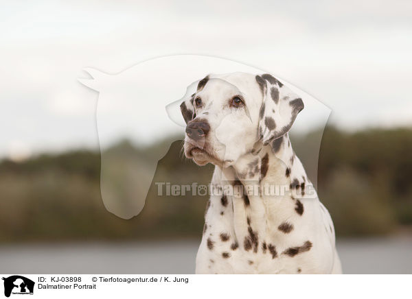 Dalmatiner Portrait / dalmatian portrait / KJ-03898