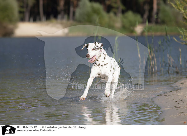 rennender alter Dalmatiner / running old dalmatian / KJ-03912