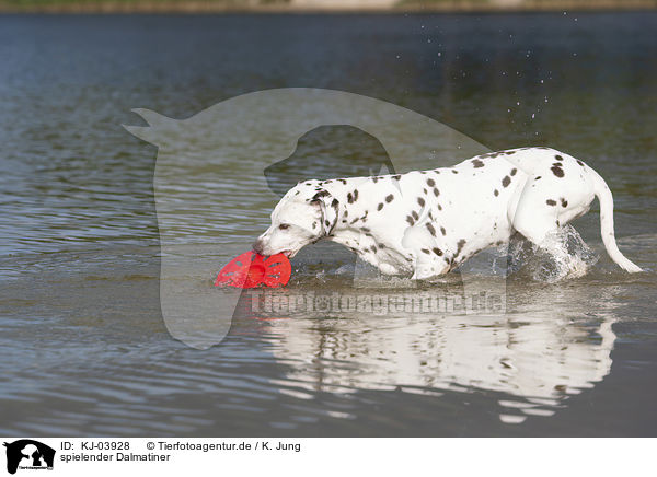 spielender Dalmatiner / playing dalmatian / KJ-03928