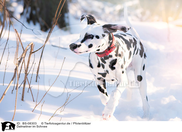 Dalmatiner im Schnee / BS-08303