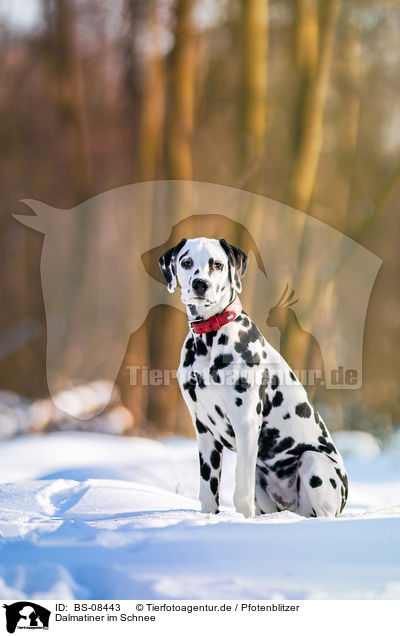 Dalmatiner im Schnee / BS-08443