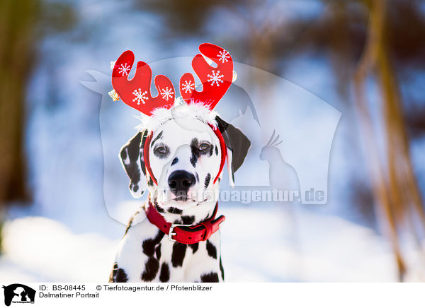 Dalmatiner Portrait / Dalmatian portrait / BS-08445