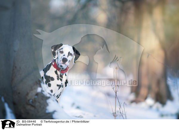 Dalmatiner Portrait / BS-08446
