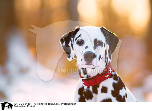 Dalmatiner Portrait / BS-08449