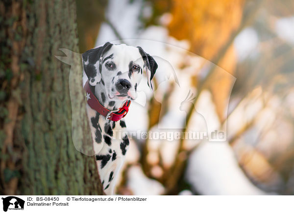 Dalmatiner Portrait / Dalmatian portrait / BS-08450