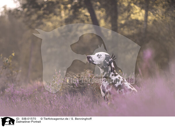 Dalmatiner Portrait / SIB-01570