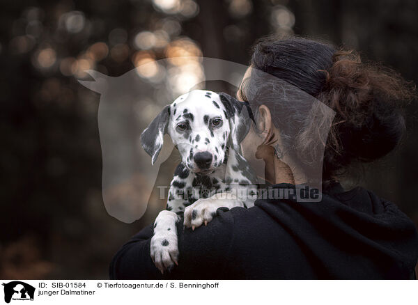 junger Dalmatiner / young Dalmatian / SIB-01584