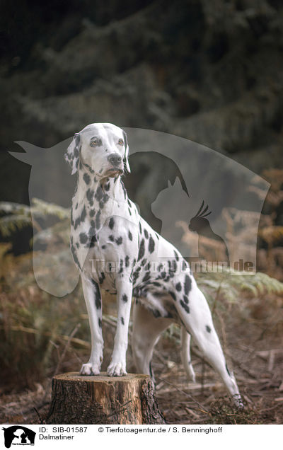 Dalmatiner / Dalmatian / SIB-01587