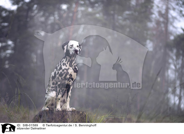 sitzender Dalmatiner / sitting Dalmatian / SIB-01589
