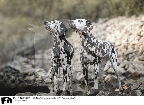 2 Dalmatiner / 2 Dalmatians / SIB-01597