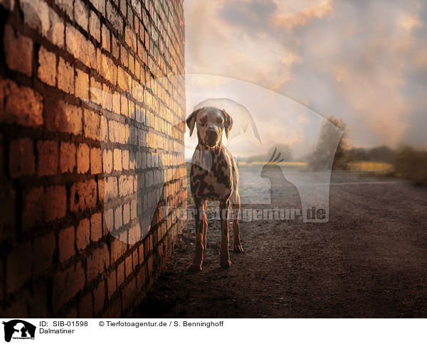 Dalmatiner / Dalmatian / SIB-01598