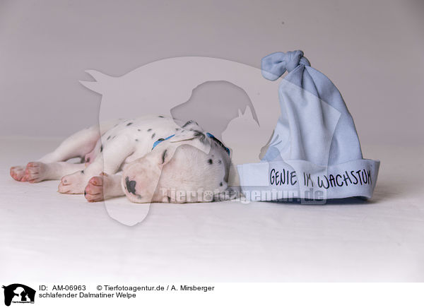 schlafender Dalmatiner Welpe / sleeping Dalmatian puppy / AM-06963