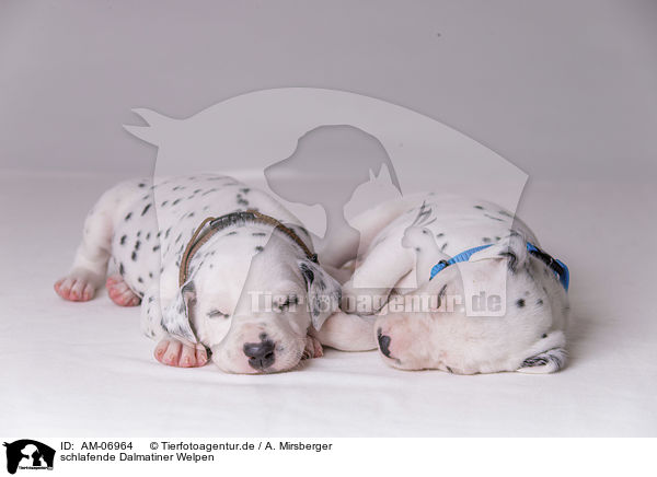 schlafende Dalmatiner Welpen / sleeping Dalmatian puppies / AM-06964