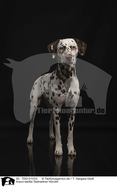 braun-weie Dalmatiner Hndin / female dalmatian / TDG-01033