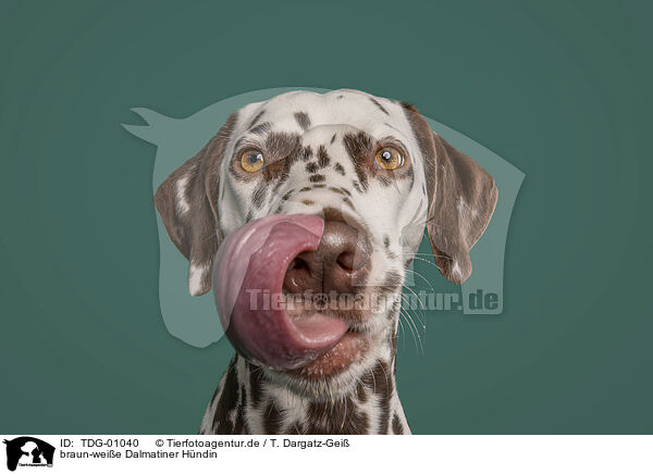 braun-weie Dalmatiner Hndin / female dalmatian / TDG-01040
