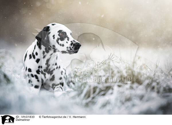 Dalmatiner / Dalmatian / VH-01830