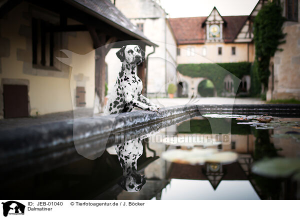 Dalmatiner / Dalmatian / JEB-01040