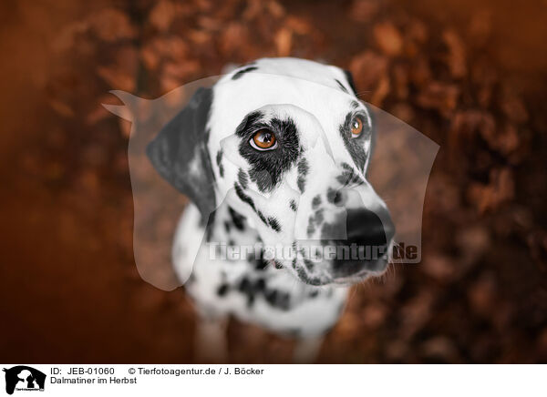 Dalmatiner im Herbst / Dalmatian in autumn / JEB-01060