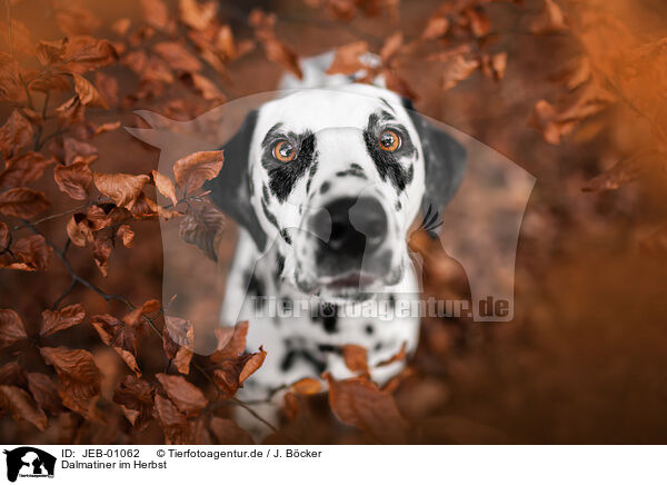 Dalmatiner im Herbst / Dalmatian in autumn / JEB-01062