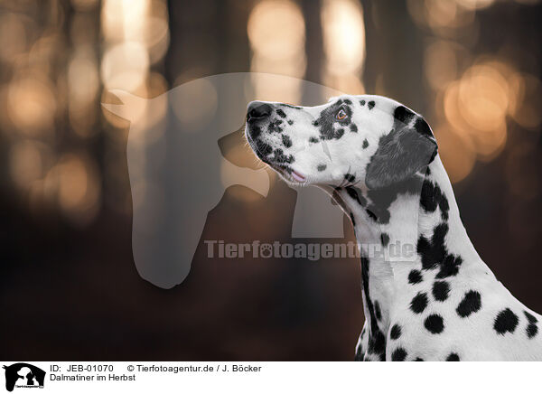 Dalmatiner im Herbst / Dalmatian in autumn / JEB-01070
