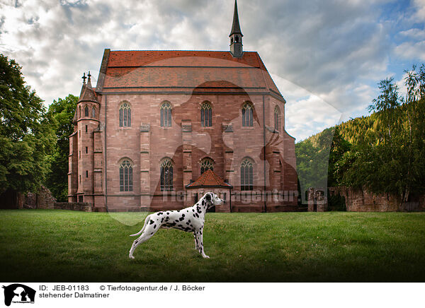 stehender Dalmatiner / standing Dalmatian / JEB-01183