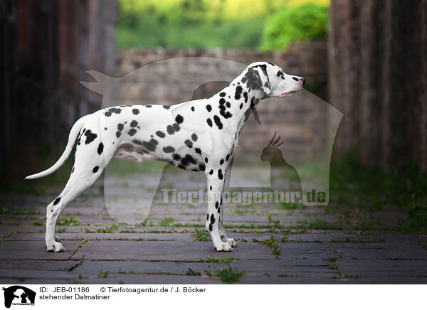 stehender Dalmatiner / standing Dalmatian / JEB-01186