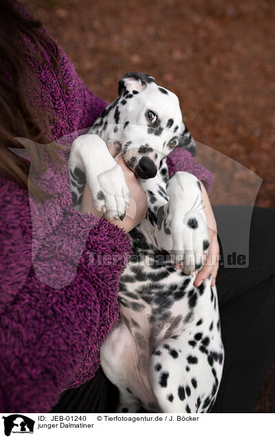 junger Dalmatiner / young Dalmatian / JEB-01240