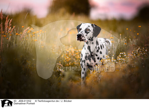 Dalmatiner Portrait / Dalmatian Portrait / JEB-01352