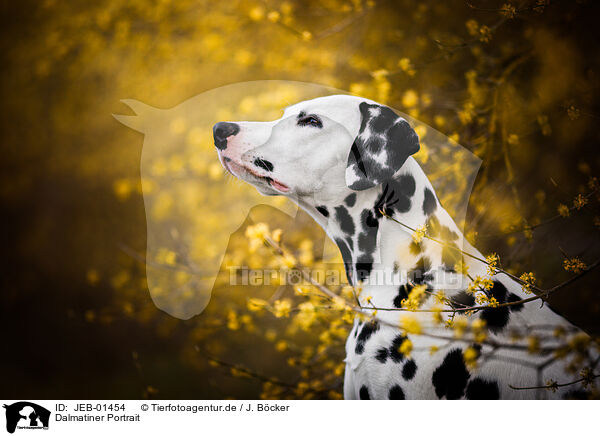Dalmatiner Portrait / JEB-01454