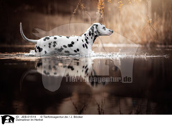 Dalmatiner im Herbst / JEB-01514