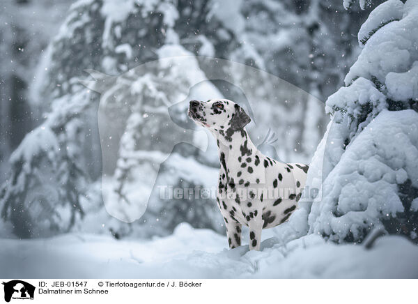 Dalmatiner im Schnee / JEB-01547