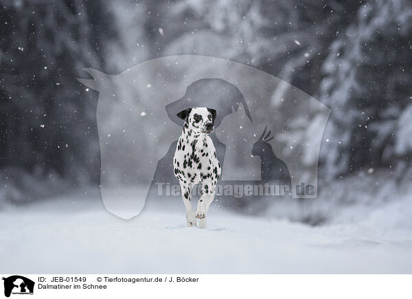 Dalmatiner im Schnee / JEB-01549