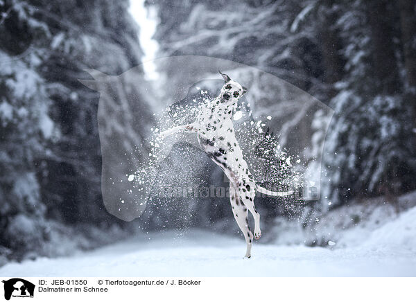 Dalmatiner im Schnee / JEB-01550