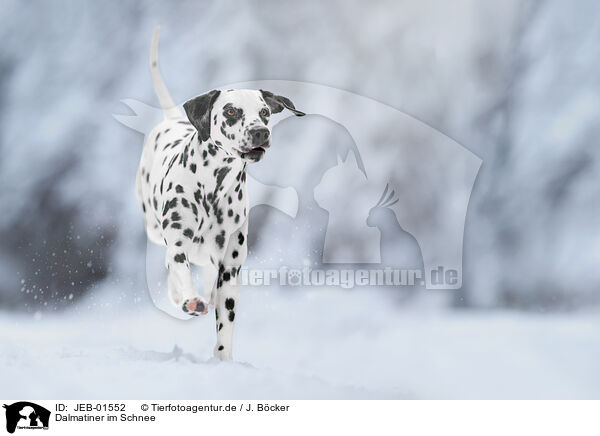 Dalmatiner im Schnee / JEB-01552