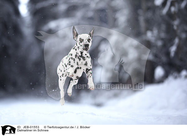 Dalmatiner im Schnee / JEB-01553
