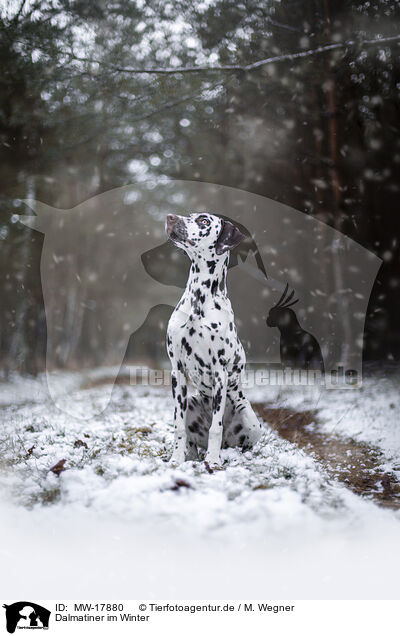 Dalmatiner im Winter / MW-17880