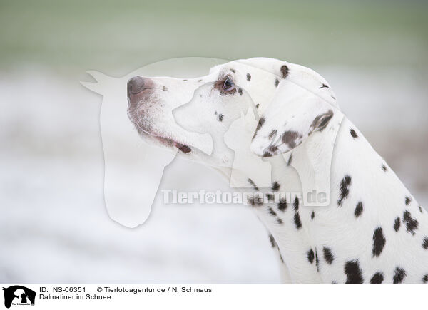 Dalmatiner im Schnee / NS-06351