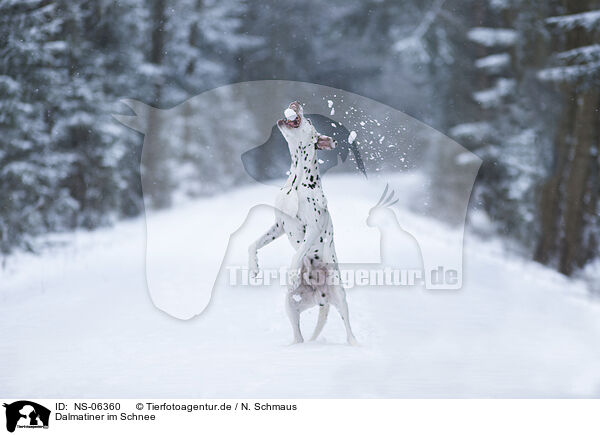 Dalmatiner im Schnee / NS-06360