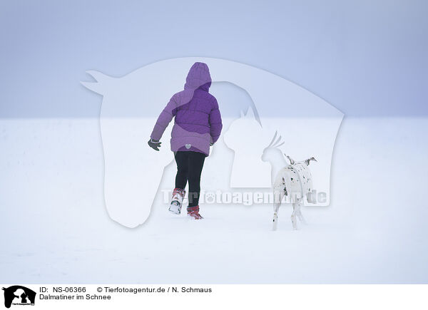 Dalmatiner im Schnee / Dalmatian in snow / NS-06366