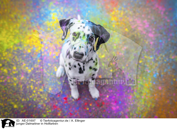 junger Dalmatiner in Holifarben / young damatian with holi colours / AE-01697