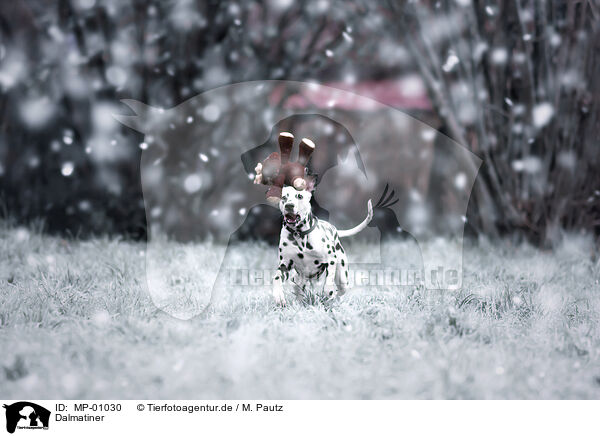 Dalmatiner / Dalmatian / MP-01030